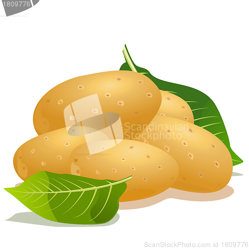 Image of Vector potato and green leaf