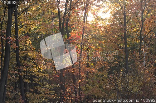 Image of Fall leafs