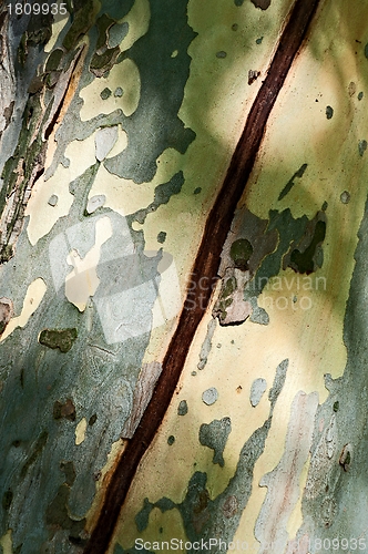 Image of Crack on the Trunk