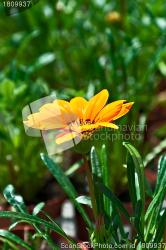 Image of Gazania