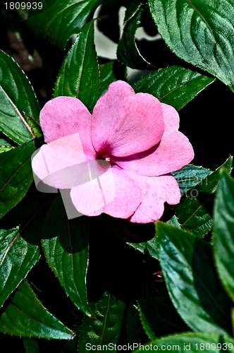 Image of Impatiens flower