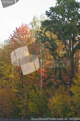 Image of Fall lesfs
