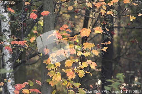 Image of Fall