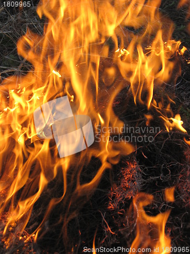 Image of Fire in the field