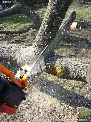 Image of The man working with petrol saw