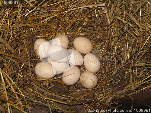 Image of Nest of the hen with three eggs