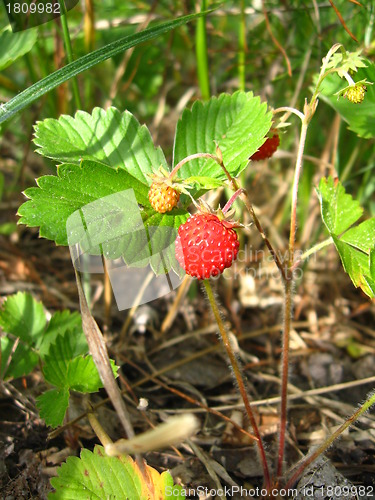 Image of Beautiful wild strawberry found in a wood