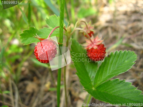 Image of Beautiful wild strawberry found in a wood