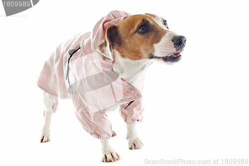 Image of jack russel terrier and raincoat
