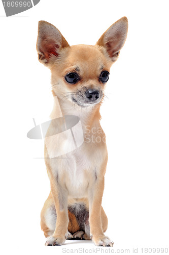 Image of short hair chihuahua