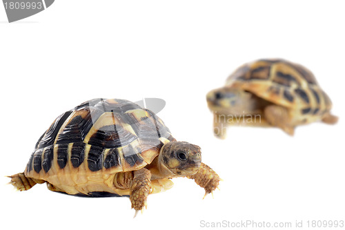 Image of young Tortoises 