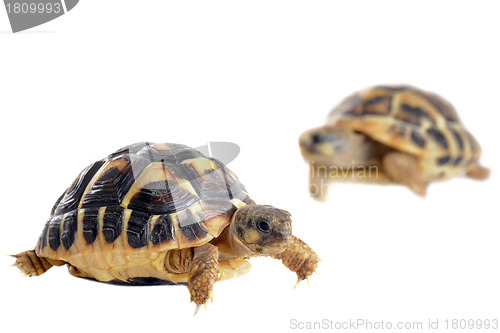 Image of young Tortoises 