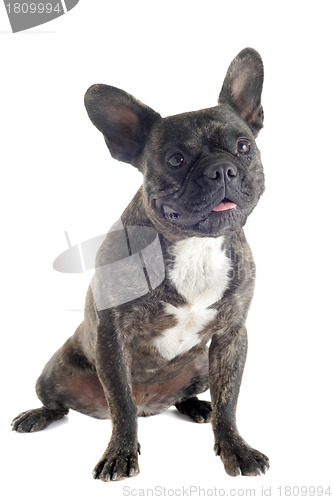 Image of french bulldog 