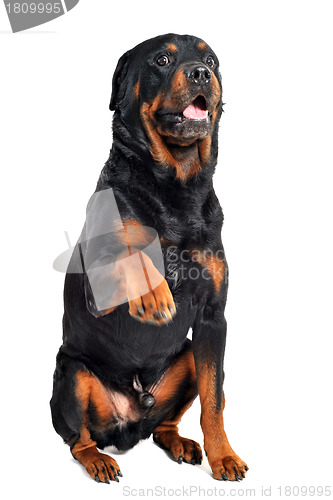 Image of rottweiler and paw