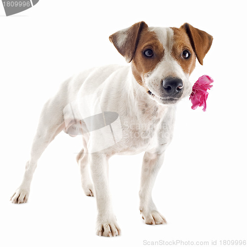 Image of jack russel terrier with flower