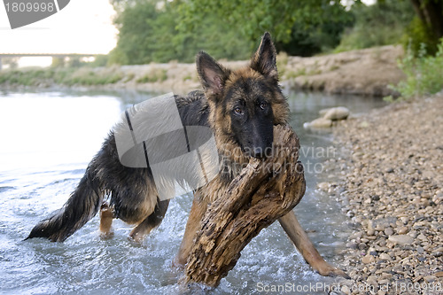 Image of german shepherd in the water