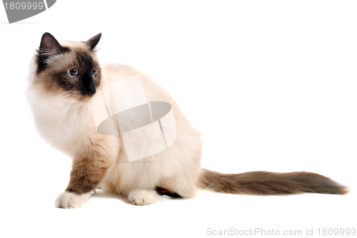 Image of birman cat