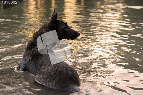 Image of swimming Holland Shepherd