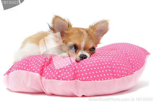 Image of puppy chihuahua