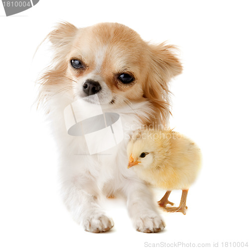 Image of chihuahua and chick