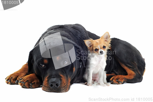 Image of rottweiler and puppy chihuahua