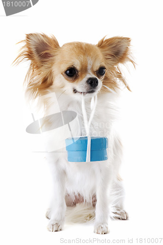 Image of chihuahua and gift