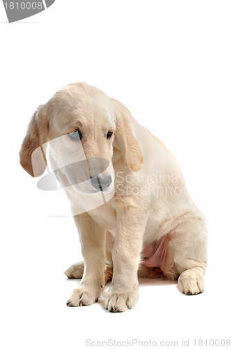 Image of sad puppy golden retriever