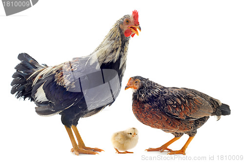 Image of family of chicken