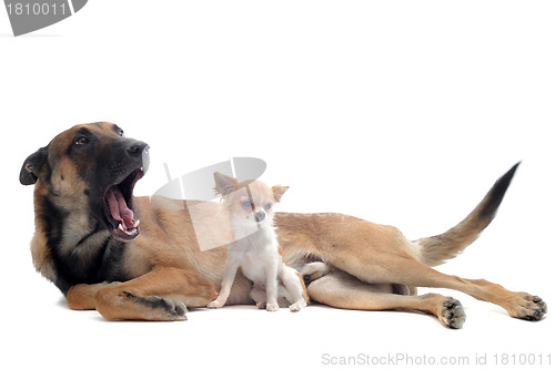 Image of chihuahua and malinois