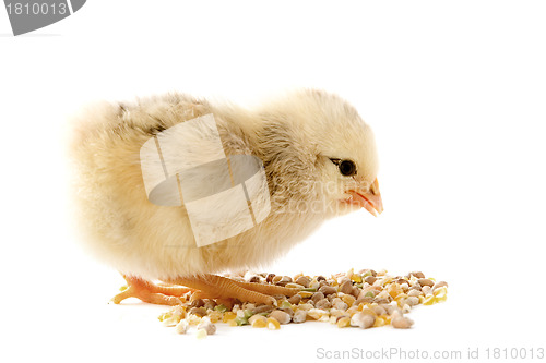 Image of young chick