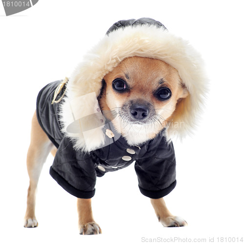 Image of dressed chihuahua