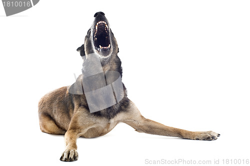 Image of angry malinois