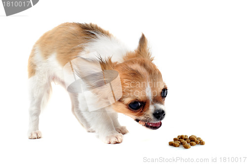 Image of eating puppy chihuahua