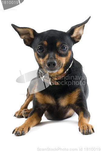 Image of miniature pinscher