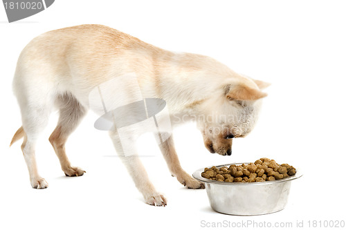 Image of puppy chihuahua and food bowl