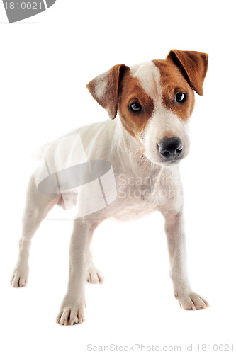 Image of jack russel terrier