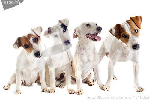 Image of four jack russel terrier