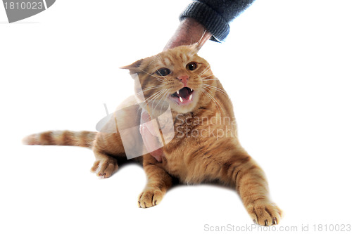 Image of aggressive ginger cat 