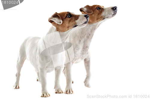 Image of two jack russel terrier