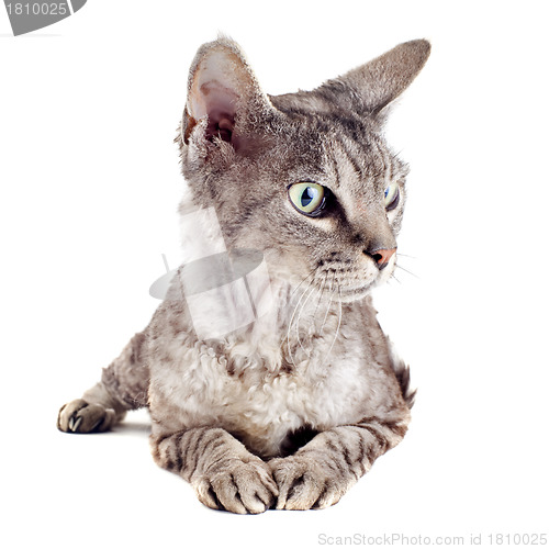 Image of devon rex cat