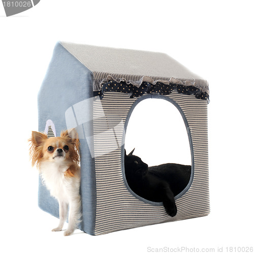 Image of cat and chihuahua