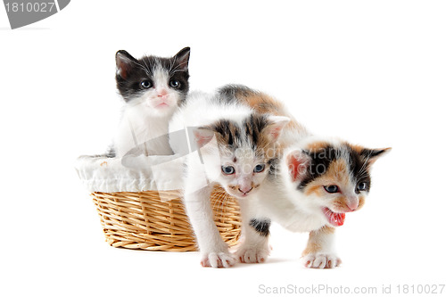 Image of kitten in a basket