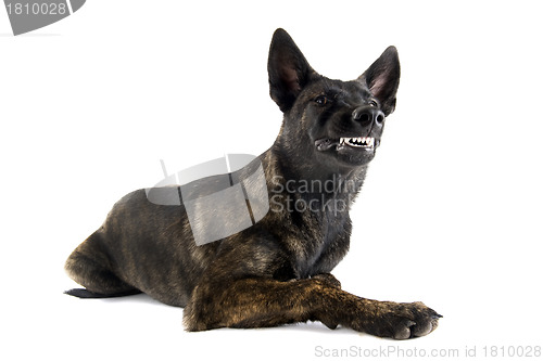 Image of aggressive Holland Shepherd