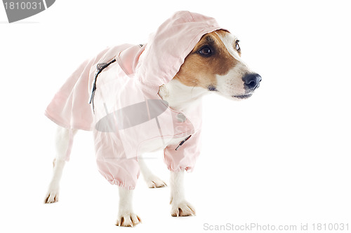 Image of jack russel terrier and raincoat