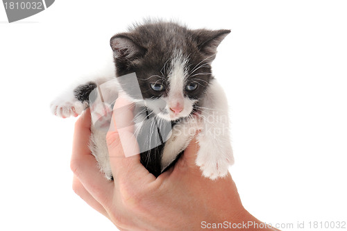 Image of black and white kitten