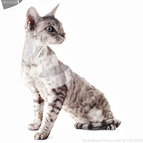 Image of devon rex cat