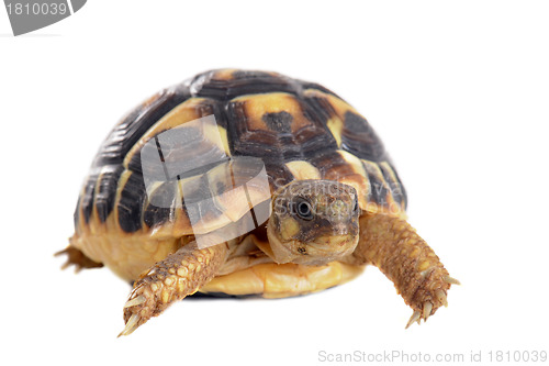 Image of young Tortoise 