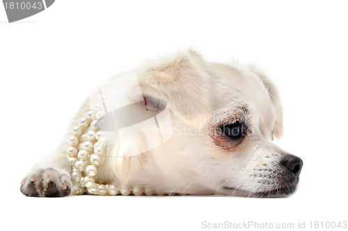 Image of chihuahua with pearl collar