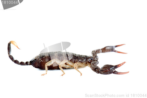 Image of brown scorpion