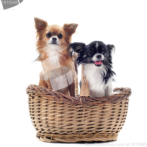 Image of chihuahuas in basket